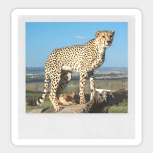 CHEETAH Photograph Cute Big Cat Vintage Picture Sticker